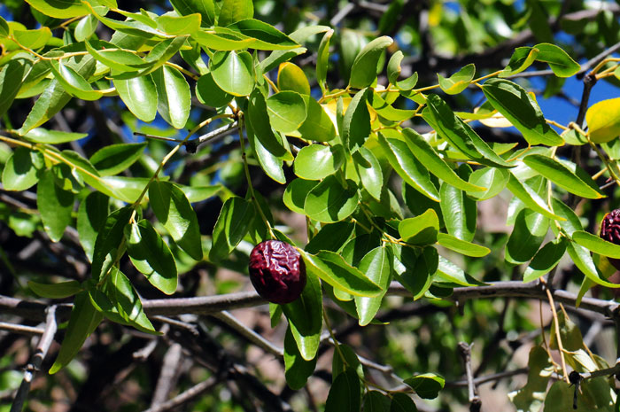 Condalia warnockii, Mexican Crucillo